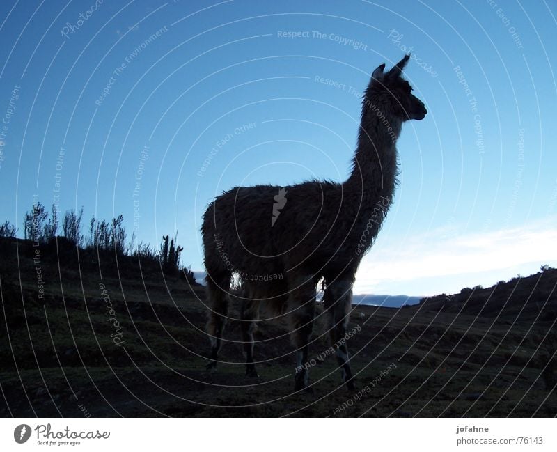 Lama in Peru Dämmerung Inca schwarz Schatten Blauer Himmel alpaca Alpaka