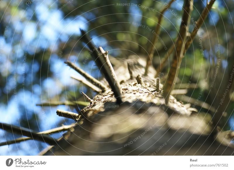 Dem Himmel entgegen II Umwelt Natur Pflanze Urelemente Luft Sommer Schönes Wetter Baum Grünpflanze Wildpflanze Tanne Tannenzweig Ast Baumkrone Baumrinde