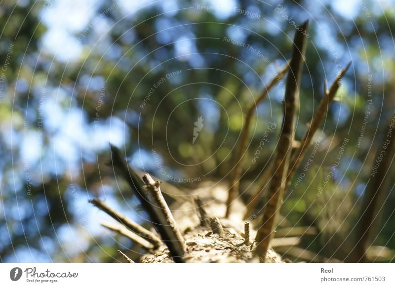 Dem Himmel entgegen I Umwelt Natur Urelemente Erde Luft Sommer Klima Schönes Wetter Pflanze Baum Grünpflanze Wildpflanze Tanne Nadelbaum Nadelwald Tannennadel