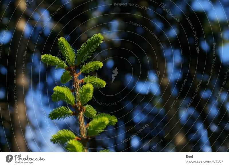 Immer höher wachsen Umwelt Natur Urelemente Sonne Frühling Sommer Pflanze Baum Grünpflanze Wildpflanze Tanne Tannenzweig Tannennadel Nadelwald Trieb Jungpflanze