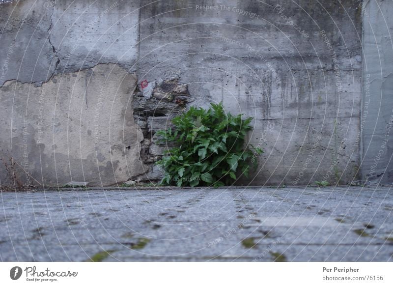 Grau-Grün grau grün Mauer Sträucher Kraft Beton grey bush Natur