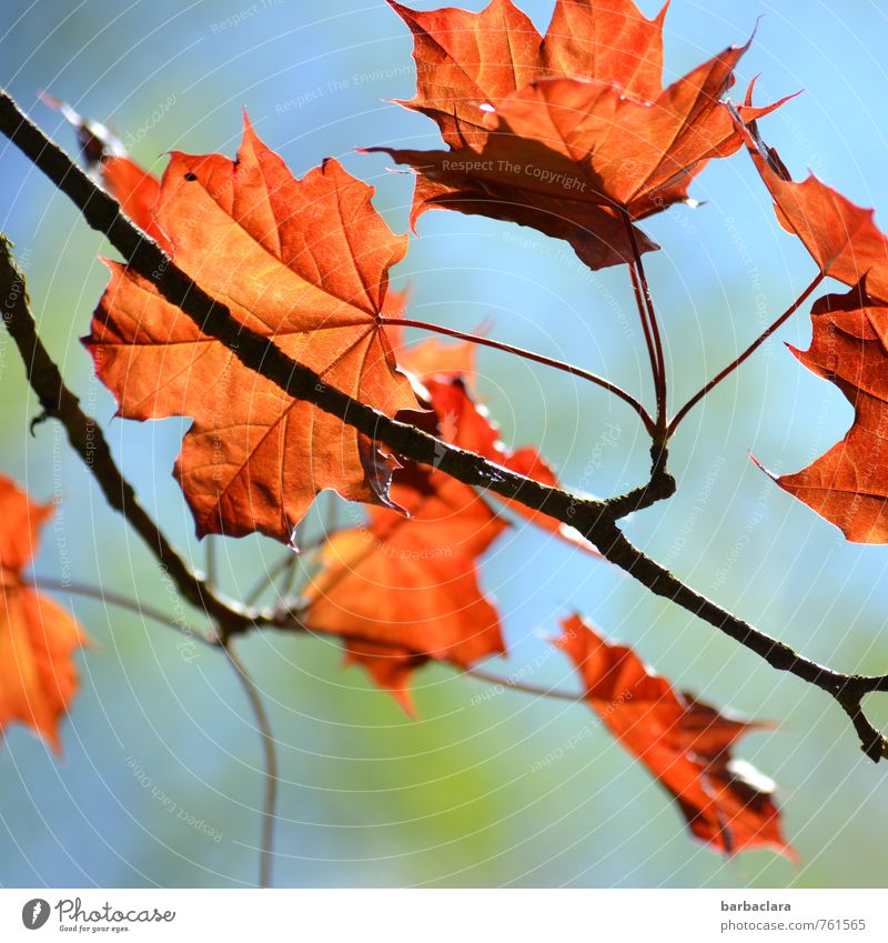 Naturwindspiel Pflanze Himmel Sonnenlicht Frühling Sommer Schönes Wetter Baum Blatt Ahorn leuchten frisch hell orange Stimmung Freude Fröhlichkeit