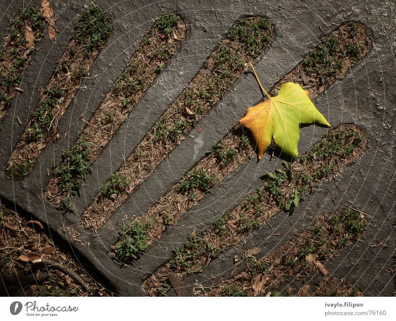 leaf gelb Holzmehl Park autumn fallen grating mood tree