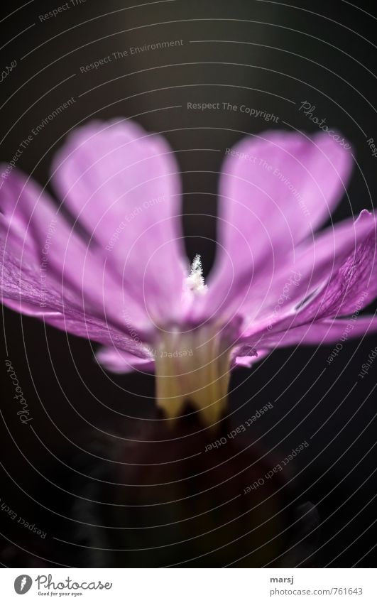 Nur in der Mitte Pflanze Frühling Sommer Blume Blüte Wildpflanze Wiesenblume rote Lichtnelke Nelkengewächse Blühend leuchten schön einzigartig nah natürlich