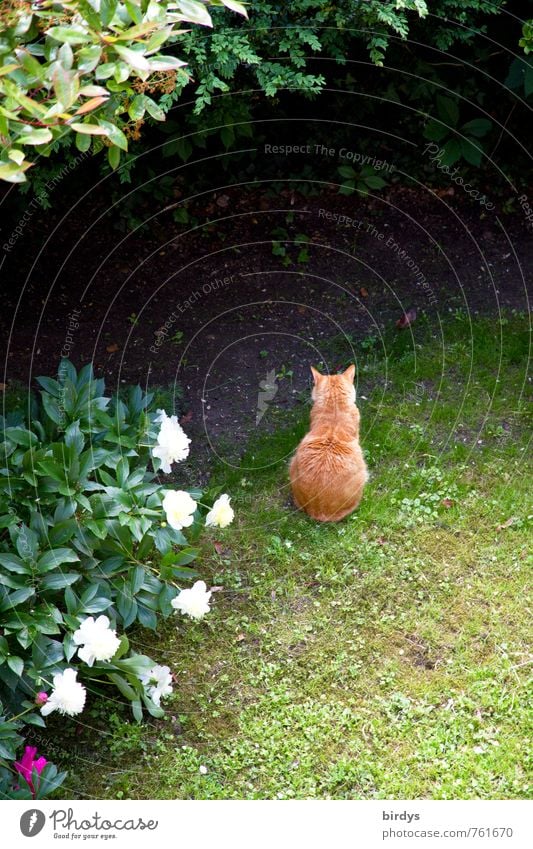 Gartenkatze Frühling Sommer Pflanze Baum Pfingstrose Wiese Haustier Katze 1 Tier sitzen warten Freundlichkeit positiv Zufriedenheit ruhig Frieden Natur