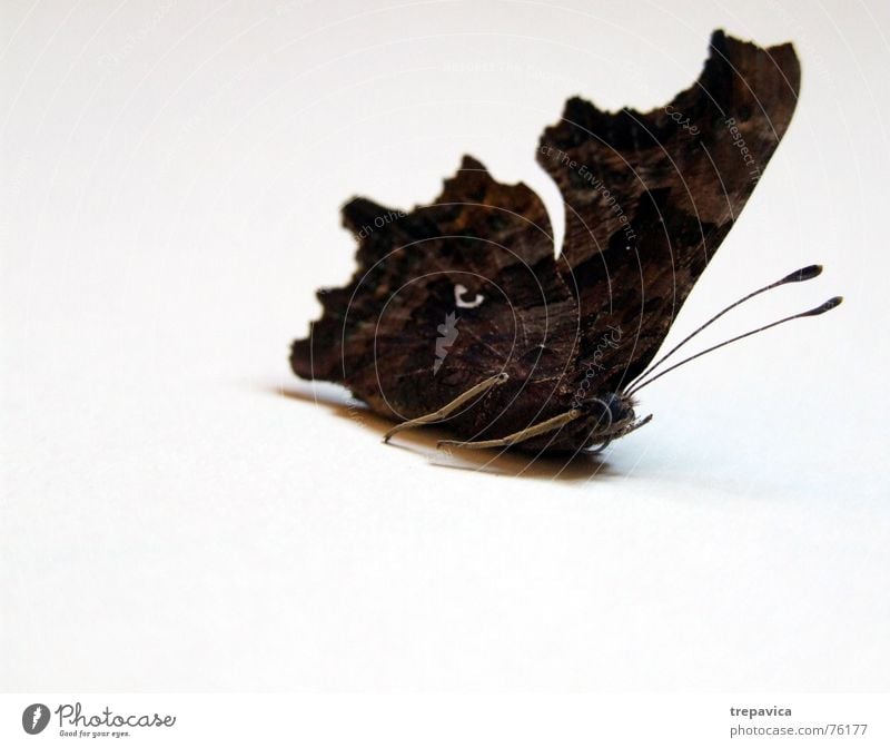 schmetterling I Insekt Tier braun weiß Schmetterling Fluginsekt braun-weiss Vor hellem Hintergrund Flügel dunkle farben