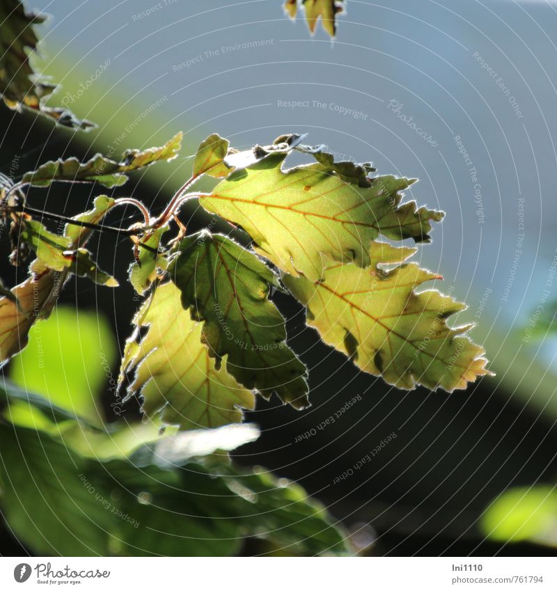 Blätter - schlitzblättrige Buche Umwelt Natur Pflanze Luft Himmel Sonnenlicht Frühling Schönes Wetter Baum Blatt Garten leuchten Wachstum außergewöhnlich dünn