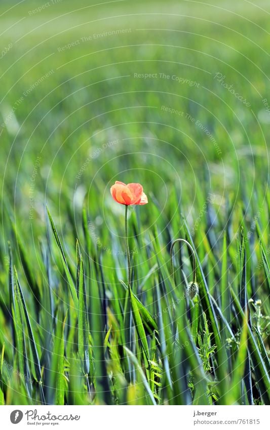 lonely Umwelt Natur Landschaft Pflanze Sommer Blume Gras Blüte Grünpflanze Nutzpflanze Wildpflanze Wiese Feld grün rot Mohnblüte Farbfoto Gedeckte Farben