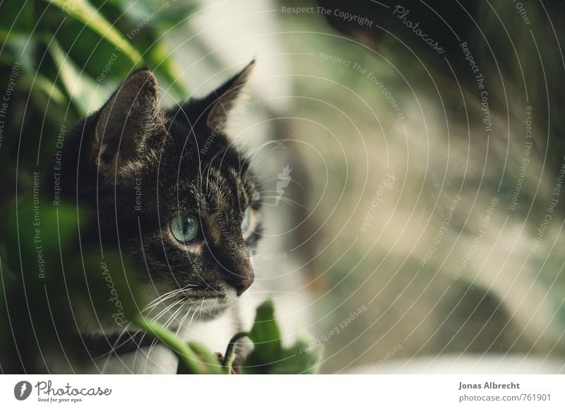 Window Tier Haustier Katze 1 beobachten warten Neugier niedlich feminin grün schwarz weiß Häusliches Leben Maus Vogel Auge Kopf Farbfoto Gedeckte Farben