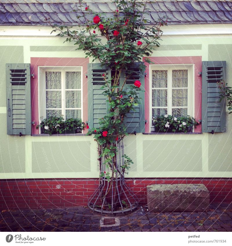 Häusliche Ansichten V Wohnung Haus Sträucher Rose Grünpflanze Topfpflanze Rosenstock Mauer Wand Fassade Fenster Dach Fensterladen Stein Holz Wachstum alt