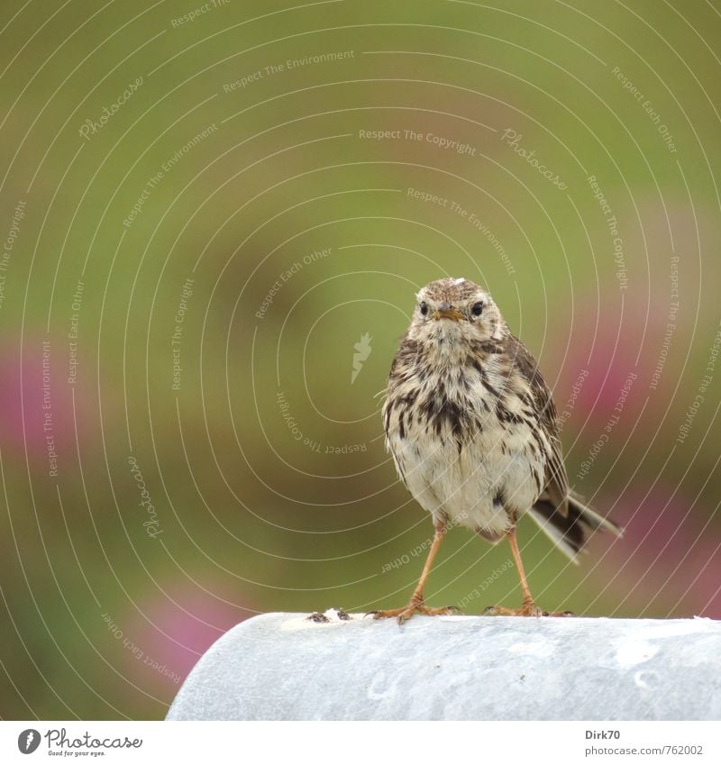 Überrascht. Hundsrose Düne Jütland Dänemark Tier Wildtier Vogel Wiesenpieper Singvögel Pieper 1 Briefkasten Metall beobachten stehen klein Neugier niedlich