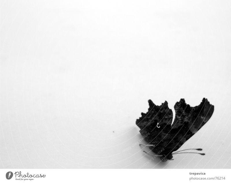 schmetterling II Insekt Tier Schmetterling Fluginsekt Schwarzweißfoto Vor hellem Hintergrund Flügel