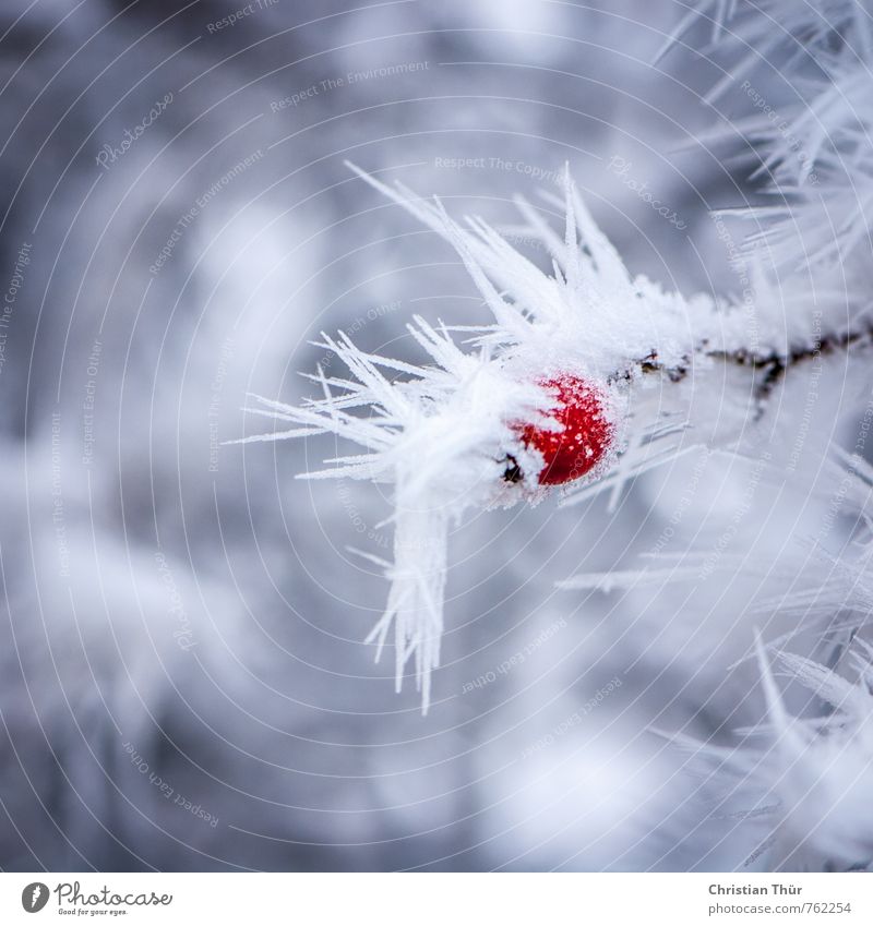 Beeren im Frost Ferien & Urlaub & Reisen Ausflug Winter Schnee Winterurlaub Umwelt schlechtes Wetter Eis Pflanze Sträucher rote beere Feld ästhetisch