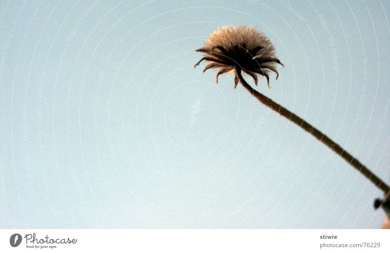 flower stretching Herbst Blüte Blume Stengel stalk stem Samen autumn seed blossom