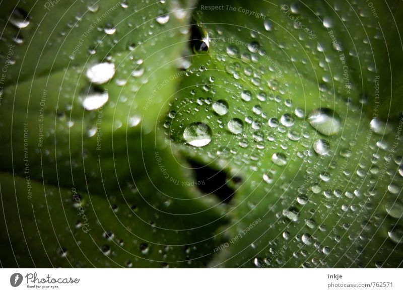 viele Natur Tier Wasser Wassertropfen Frühling Sommer Regen Pflanze Blatt Frauenmantelblatt Garten Flüssigkeit frisch nah nass natürlich rund saftig grün Umwelt