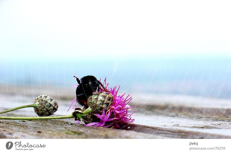 Lebensabend Hummel Blüte Blühend Herbst Pflanze Tier Insekt Staubfäden Tisch Holz Biene Wespen rosa Blume hell-blau Holzmehl fade Ecke zart weich