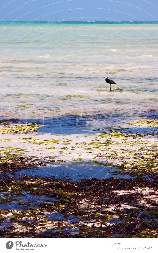 Küstenvogel schön Erholung Ferien & Urlaub & Reisen Ausflug Freiheit Sommer Meer Insel Wellen Natur Tier Sand Wolken Segelboot Vogel dreckig hell wild geduldig