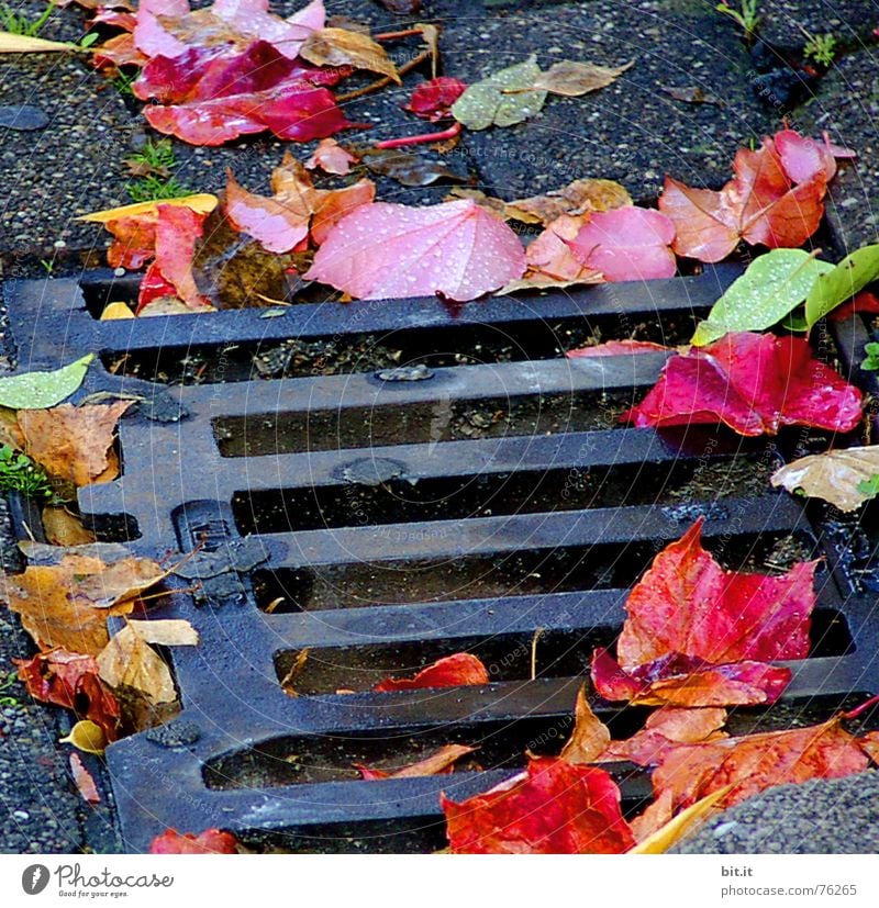 wie tief kann man eigentlich noch fallen ?? Abwasser abwärts Gully Herbst Blatt Stimmung Drehung Baum Kopfsteinpflaster mehrfarbig Oktober November Eindruck