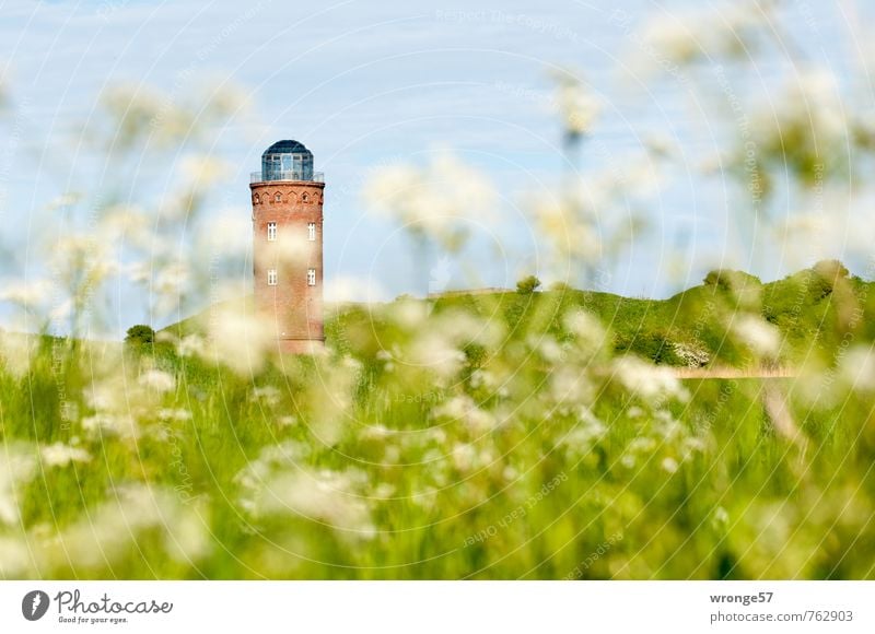 Volle Peilung Himmel Wolkenloser Himmel Sommer Pflanze Wildpflanze Wiese Feld Turm Bauwerk Denkmal Marinepeilturm alt Peilturm Atelier Ausstellungsraum