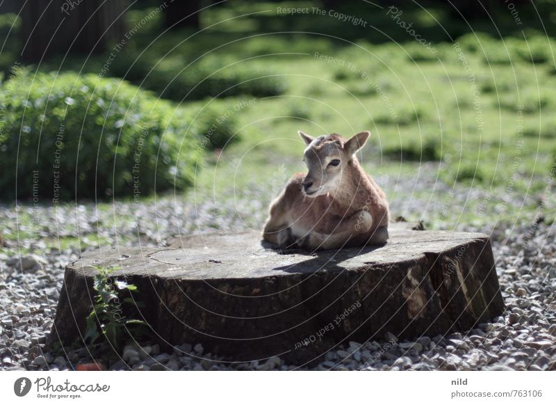 AWWWW Umwelt Natur Pflanze Tier Frühling Sommer Schönes Wetter Wildtier Zoo Streichelzoo Mufflon 1 Tierjunges beobachten entdecken kuschlig klein niedlich braun