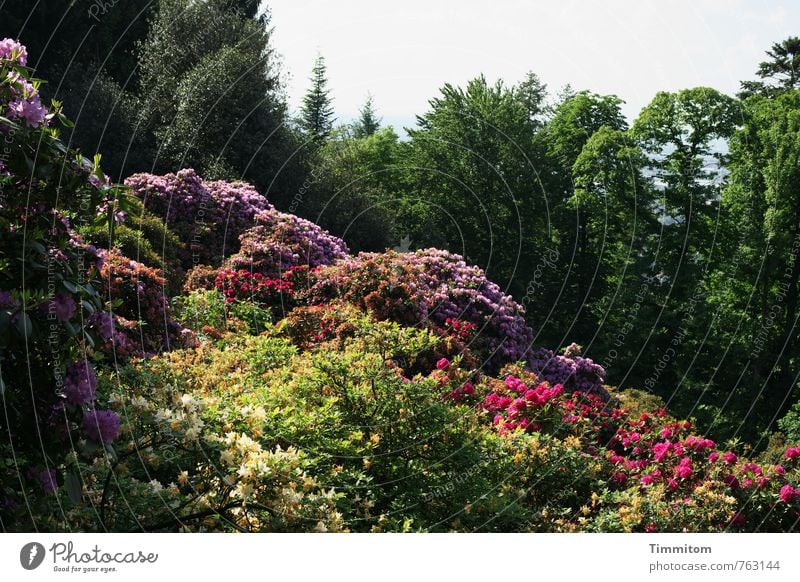 Blüte. Umwelt Natur Pflanze Baum Rhododendron Heidelberg Blühend Wachstum natürlich schön grün violett rosa Gefühle Sonnenlicht Schatten Blütenknospen Farbfoto