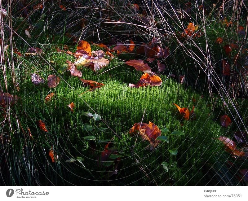 Moos mit Lichtblick Farbfoto Außenaufnahme Menschenleer Dämmerung Zentralperspektive Garten Ostern Herbst Gras Blatt Park Wiese Wald Küste grün Vertrauen