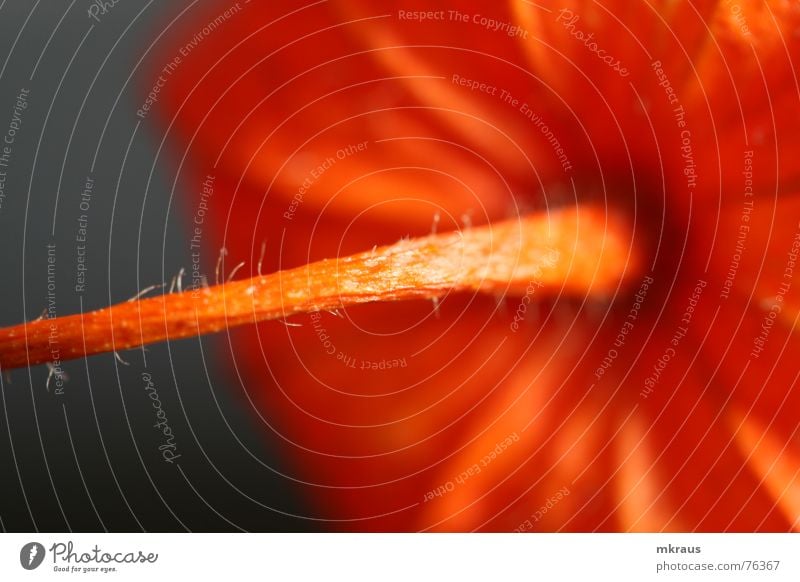 oraasch Physalis orange Makroaufnahme scharf-unscharf Kontrast ball mit stiel Detailaufnahme