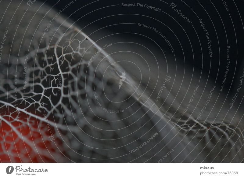 Gefangen im Netz Physalis Gitter Makroaufnahme Detailaufnahme kern im inneren Strukturen & Formen neuronal