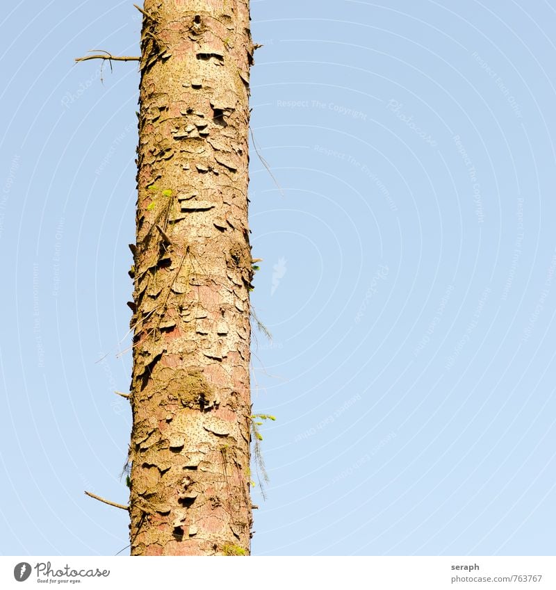 Baumstamm Wald fir Konifere Holz Pflanze Natur Umwelt Immergrün Kiefer stem Nadelbaum Nadelwald Tannennadel Kiefernnadeln Glatze Baumrinde Kruste Muster