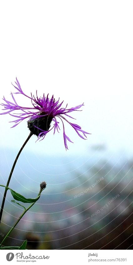 Lila Puschelblume violett Blüte Blume grün Pflanze Herbst kalt frisch Blütenblatt Stengel Horizont Natur Hintergrundbild Wachstum Blühend leaf blossom Kontrast