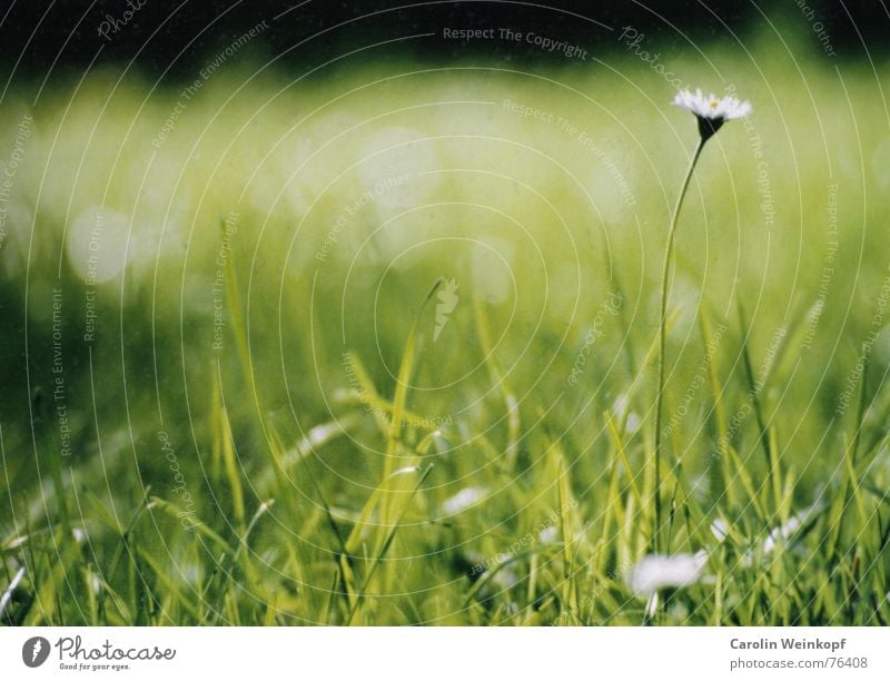 Gänseblümchen Wiese grün saftig Sommer Gras Halm Blüte Blatt Unschärfe Stengel hoch Physik Park 2004 August Wärme Garten