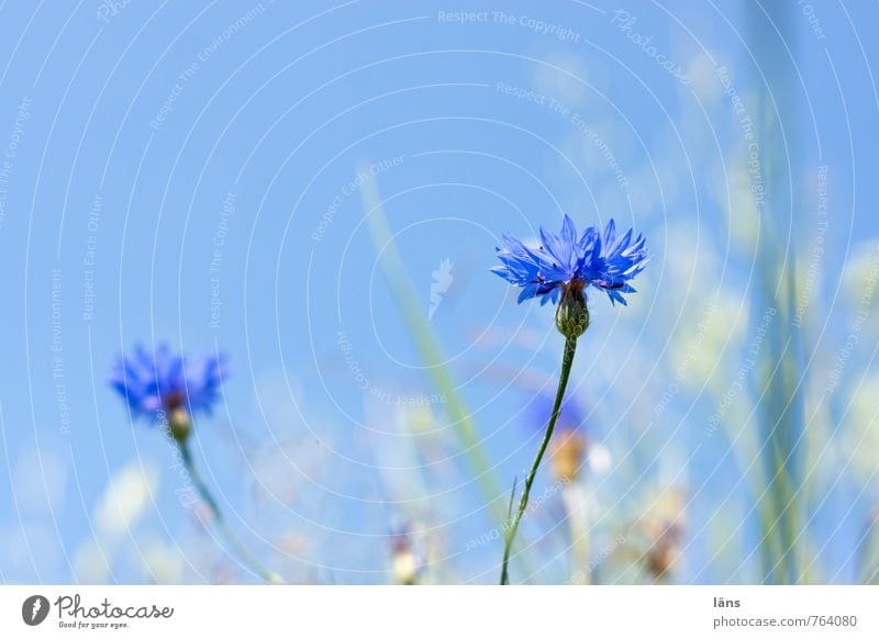 kornblumenblau Kräuter & Gewürze Umwelt Natur Landschaft Himmel Wolkenloser Himmel Sommer Pflanze Gras Kornblume Wiese Feld Blühend stehen Wachstum Beginn