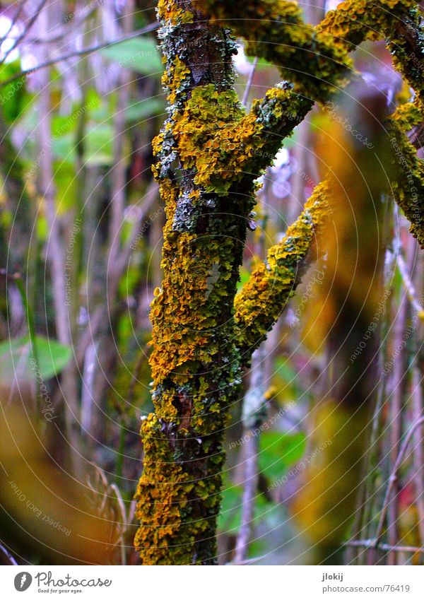 2 Minuten Wärme Holz Sträucher Baum Pflanze Natur Brennholz Winter heizen Holzmehl morsch Unschärfe violett Blatt Wachstum Lebensraum Wald Waldrand Pilz Zweig