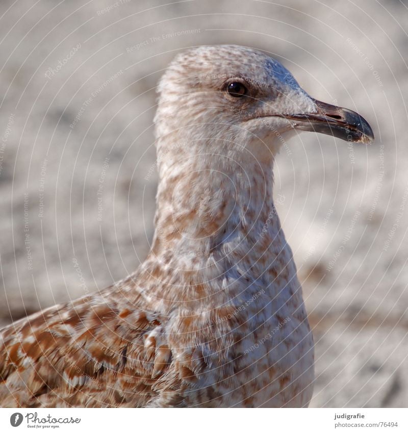 Junge Möwe Algen See Silbermöwe Vogel Feder Muster braun Strand Meer Küste Schnabel Wachsamkeit Sand Ostsee Blick Auge Tierjunges