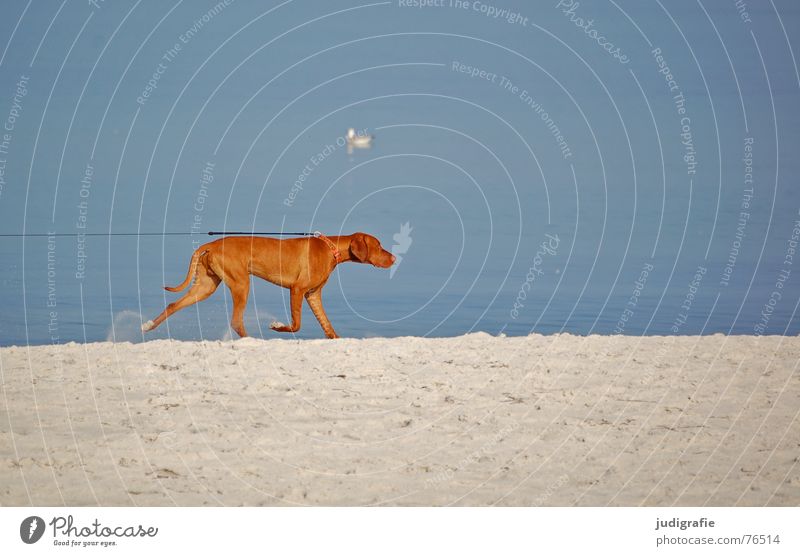 Leinenzwang Hund Strand Meer See Eisenbahn Spuren Fährte gefangen eingeengt Zwang Möwe Tier Haustier Küste Säugetier Seil Sand Ostsee ziehen Feste & Feiern Nase