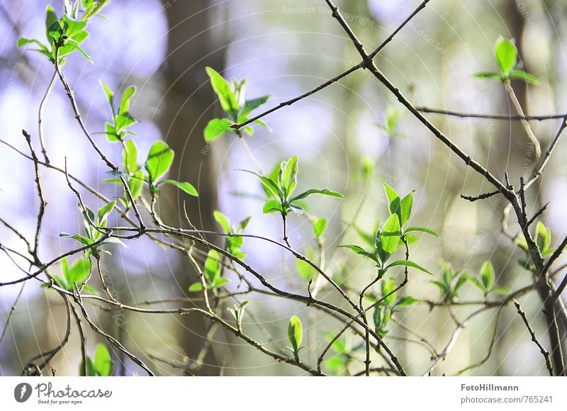 Frühlingsanfang Natur Pflanze Sommer Schönes Wetter Sträucher Blatt Blüte Grünpflanze Wildpflanze Wald Blühend frisch grün Energie Idylle Leben Lebensfreude