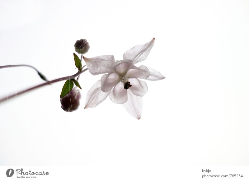 Is ne Akkelei, keine Glockenblume Tier Himmel Frühling Sommer Schönes Wetter Blume Blüte Blühend einfach hell natürlich schön rosa weiß Natur rein Wachstum zart