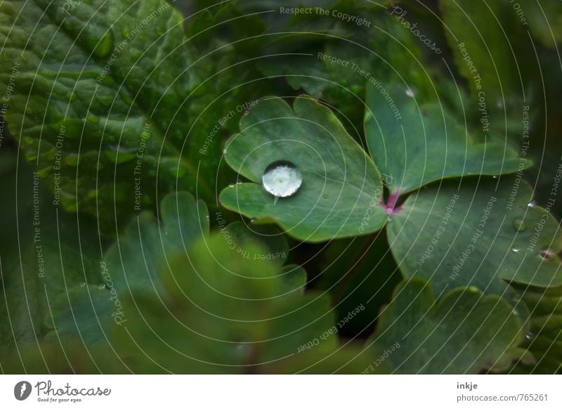 einer Natur Pflanze Wasser Wassertropfen Frühling Sommer Blatt Garten liegen ästhetisch einfach frisch nah natürlich rund saftig grün Wachstum