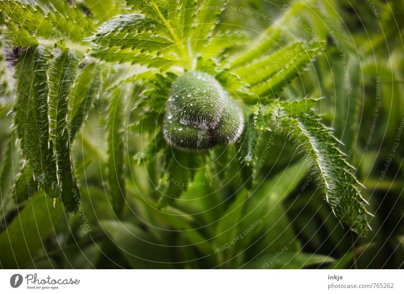 Mohn Natur Wasser Wassertropfen Frühling Sommer Klima Schönes Wetter Regen Blume Blatt Blüte Blütenknospen Mohnblatt Mohnblüte Garten Park hängen Wachstum