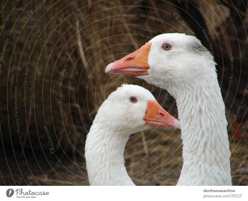 Gans schön blauäugig 2 Gänsebraten Gänsehaut Stall Stroh Daunen Sauberkeit dreckig groß klein Aussicht ignorieren Anziehungskraft Liebeskummer Vogel Garten Park