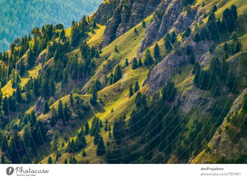 Miniaturwald Ferien & Urlaub & Reisen Tourismus Ausflug Abenteuer Ferne Freiheit Sommerurlaub Berge u. Gebirge wandern Umwelt Natur Landschaft Pflanze Baum Wald