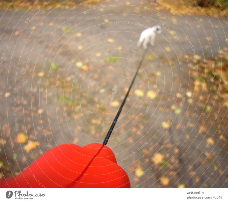 Hund Welpe Terrier klein winzig angeleint Spaziergang Park Herbst Blatt gassi Seil Freiheit frahahahahait Hundeleine