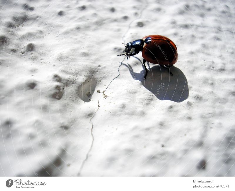 Another Bug On The Wall Marienkäfer Wand rot Insekt Schiffsbug 6 Fühler krabbeln Glücksbringer Putz Physik Punkt ladybug Beine Flügel Klettern fliegen Schatten