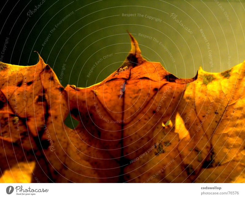 songs from the wood Blatt rot gelb Bronze schwarz Herbst leaf red gold structure Strukturen & Formen autumn