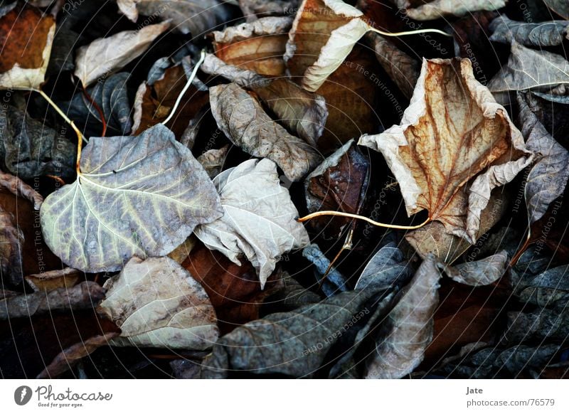 *** Blatt Herbst nah mehrfarbig Ende leaves hell Makroaufnahme