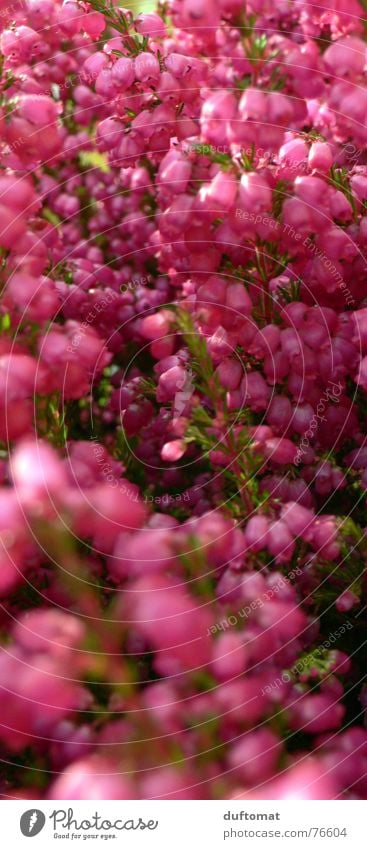 Erika, Gabi oder Ilse Bergheide Heide rosa rot Fuchsie Blume Herbst Grab Heidekrautgewächse