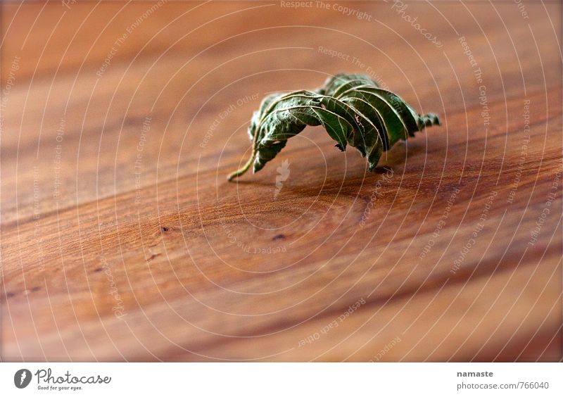 unknown creature Umwelt Natur Pflanze Blatt Grünpflanze beobachten Denken krabbeln Lächeln ästhetisch außergewöhnlich braun gelb grün orange Gefühle Freude