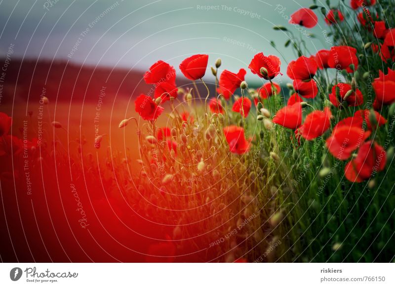 mohn.sommer.träume Umwelt Natur Landschaft Pflanze Frühling Sommer Schönes Wetter Blume Mohn Mohnfeld Feld Blühend leuchten Fröhlichkeit frisch gigantisch