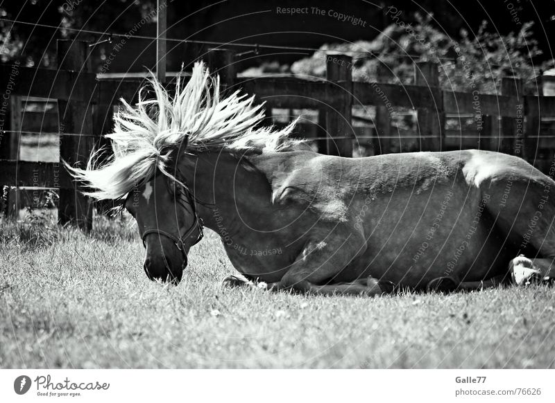 "ich fühl mich wohl" Pferd Haflinger Wohlgefühl Gefühle Mähne Schwung wälzen Freude drehen Wildtier