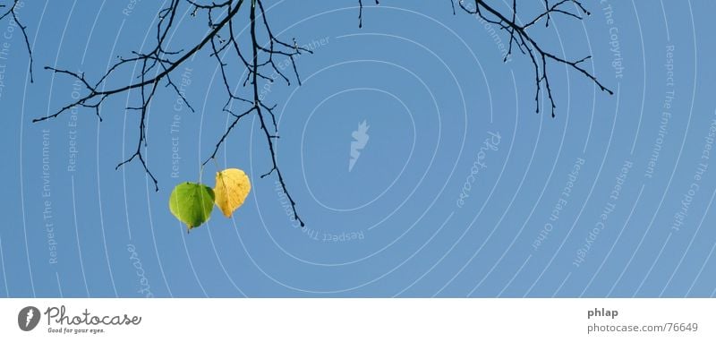 herbstende Herbst Baum Blatt gelb grün 2 Abschied Herbstlaub Himmel blau Zweig Ende Kontrast